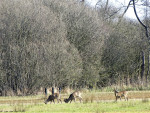 Mokkelengoor